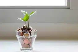 plante dans un pot rempli de pièces